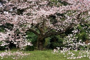 8_1_sakura