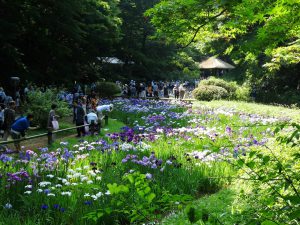 9_flowers